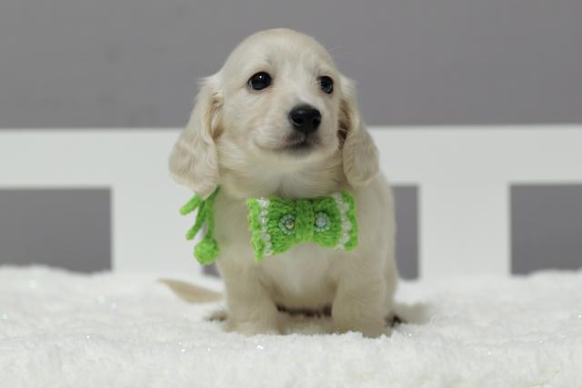 カニンヘンダックスフンド