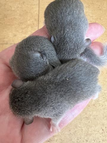 アフリカヤマネ