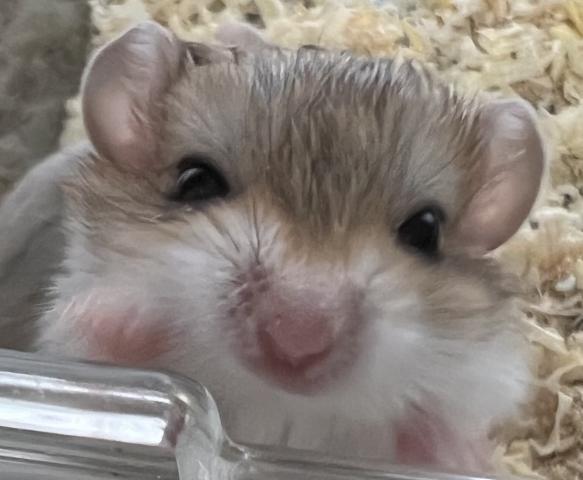 マカロニマウス