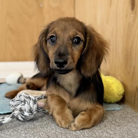 ミニチュアダックスフンド