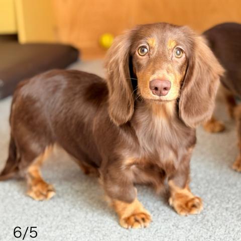 ミニチュアダックスフンド