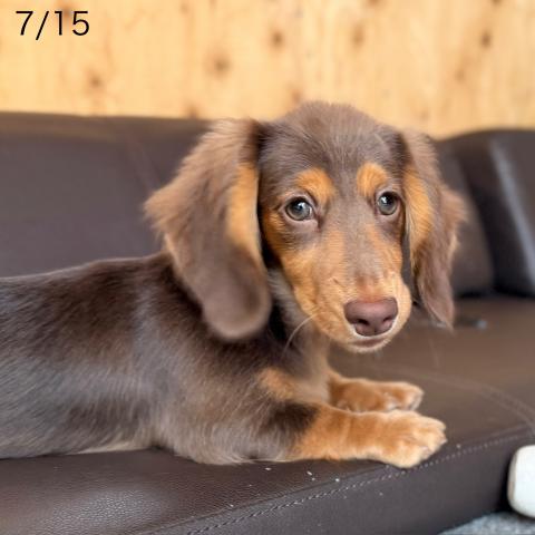 ミニチュアダックスフンド