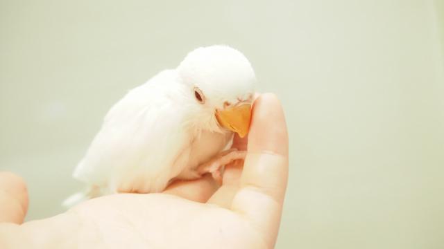 コザクラインコ