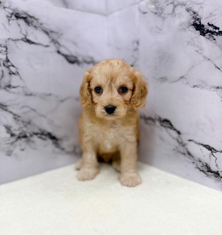 MIXキャバリア×トイプードル【動画あり】そっと寄り添う、やわらかな存在感◎