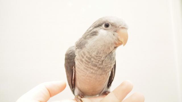 オキナインコ