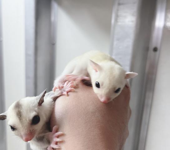 リューシ、プラチナ