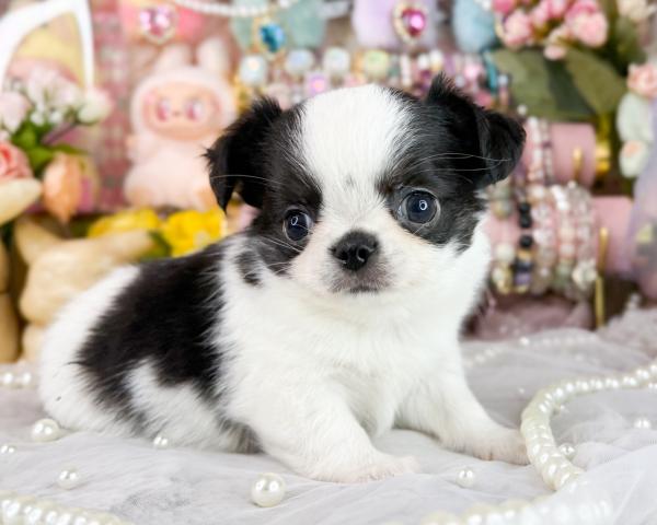 チワワ(ロングコート)