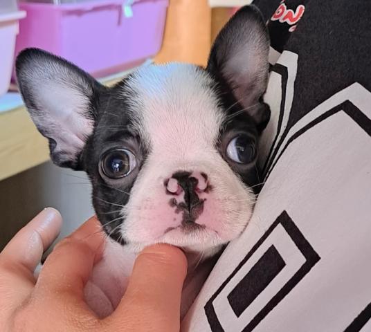 ボストンテリア