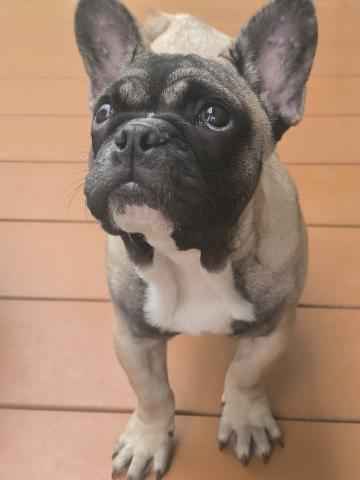 フレンチブルドッグ