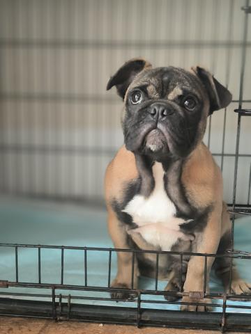 フレンチブルドッグ