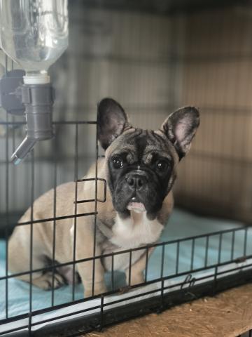 フレンチブルドッグ