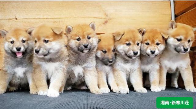 犬のお風呂屋さん　わんピース