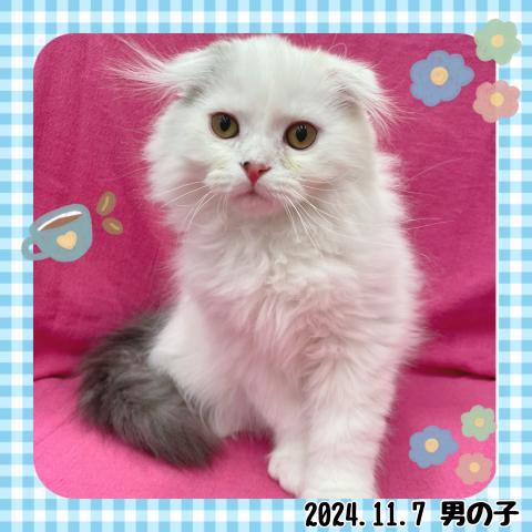 スコティッシュフォールド