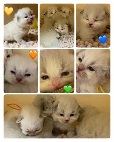 サイベリアンネヴァマスカレード