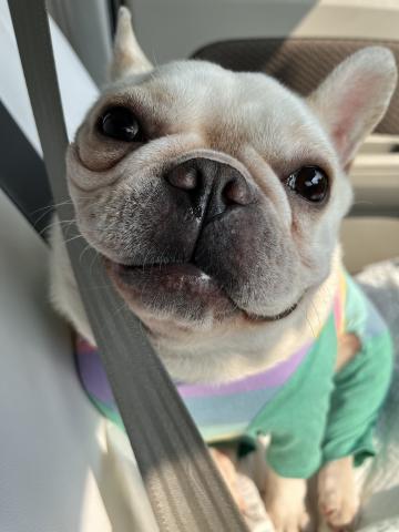 フレンチブルドッグ