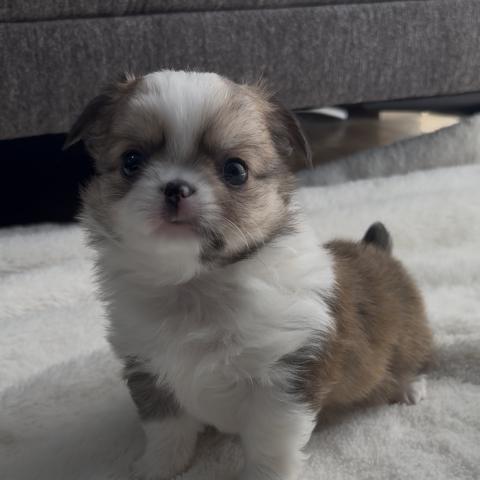 チワワ（ロングコート）