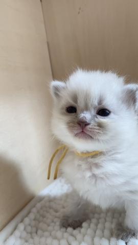 サイベリアンネヴァマスカレード