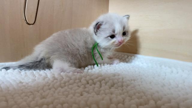 サイベリアンネヴァマスカレード