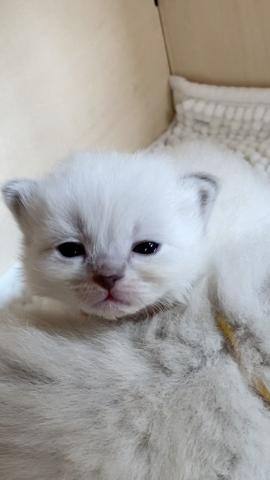 サイベリアンネヴァマスカレード