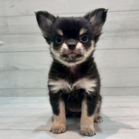 チワワ(ロングコート)