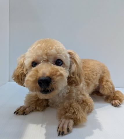 トイプードル子犬