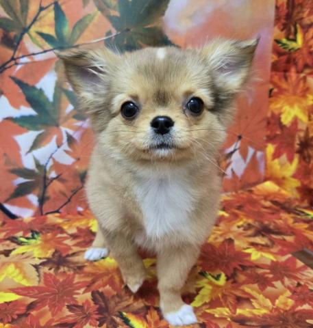 チワワ（ロングコート）