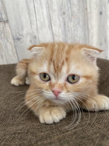 スコティッシュフォールド