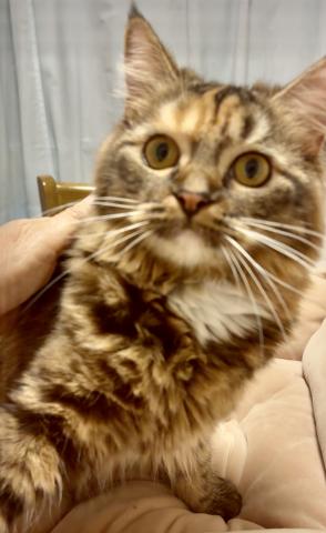 スコティッシュフォールド