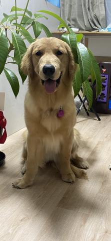 ゴールドファミリー