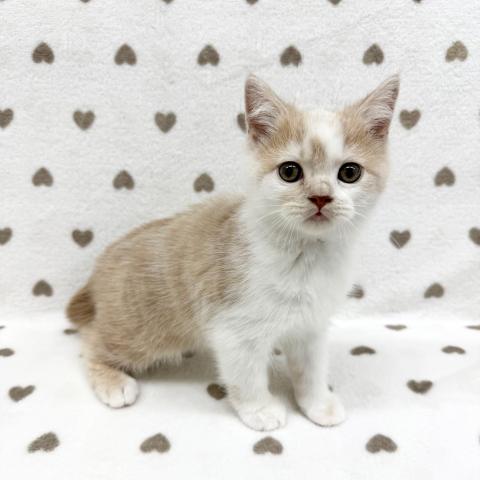 スコティッシュフォールド