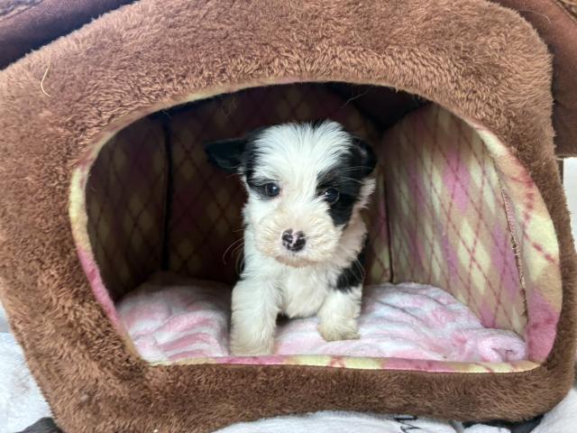 チャイニーズクレステッドドッグ