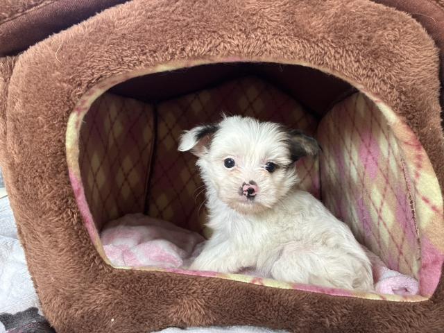 チャイニーズクレステッドドッグ