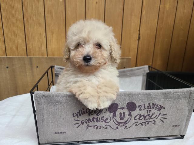 ミニチュアプードル