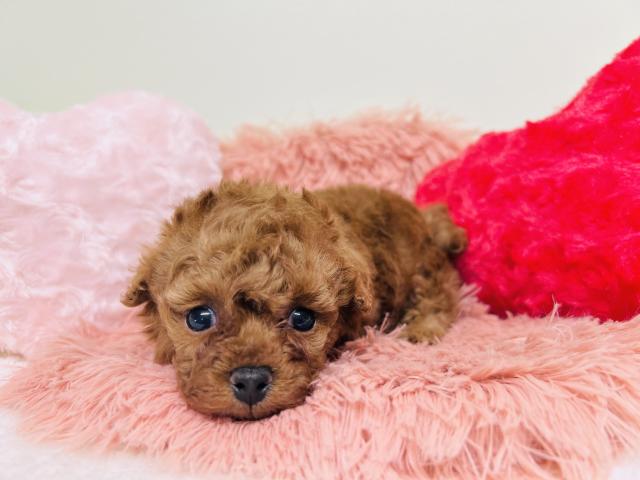 ティーカッププードル