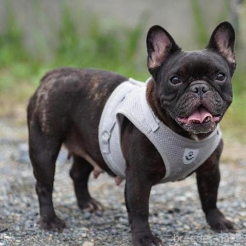 フレンチブルドッグ