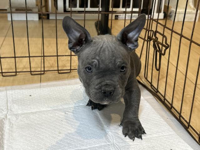 エキゾチックブリー