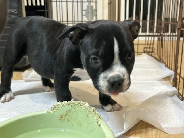 エキゾチックブリー