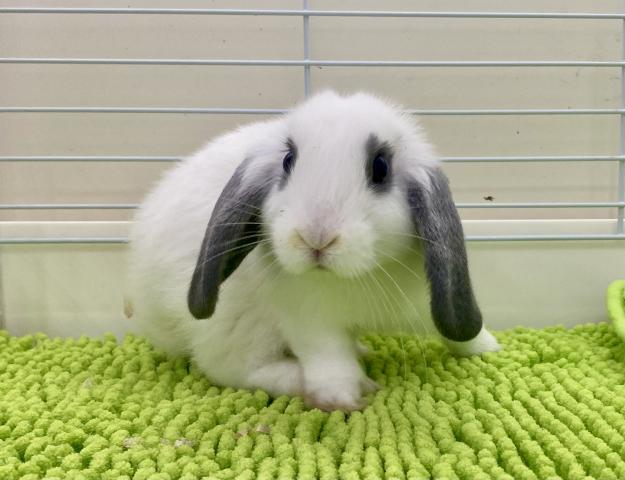 ホーランドロップ