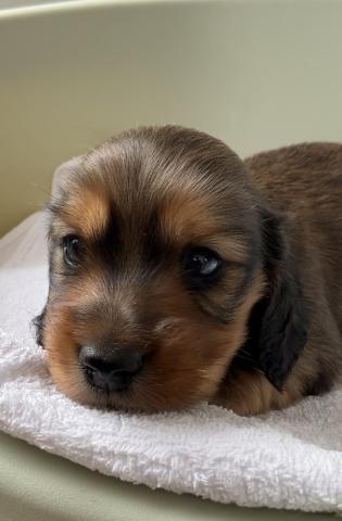 ミニチュアダックスフンド