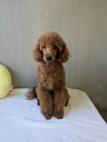 トイプードル💛ちょいイケメン💖人が大好き・甘え上手💜健康優良児・生後8か月・目が大きく表情豊か★癒し系で明るい性格の男の子💖25.3.6