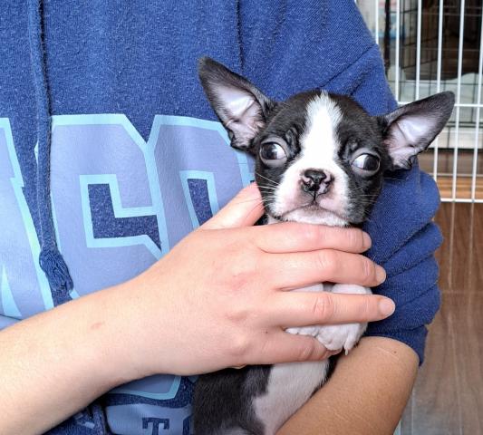 ボストンテリア