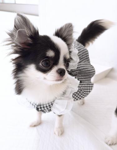 チワワ（ロングコート）