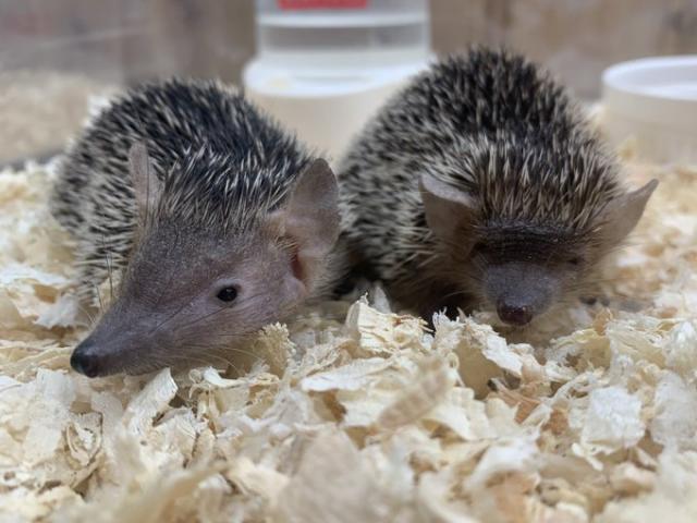 ヒメハリテンレック