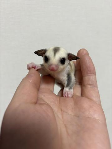 プラチナモザイクhetリューシ