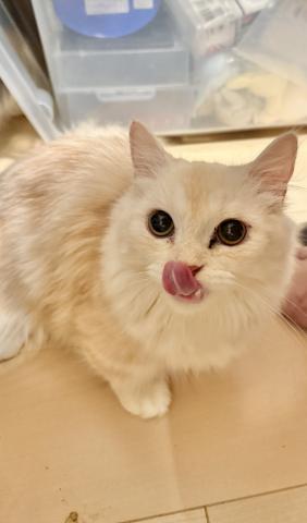 ミヌエット(旧ナポレオン)(短足)