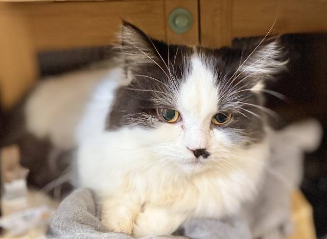 ミヌエット(旧ナポレオン)(短足)