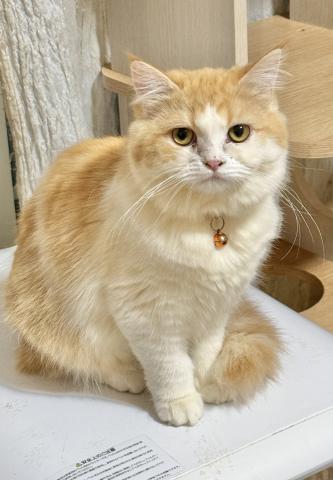 ミヌエット(旧ナポレオン)(長足)