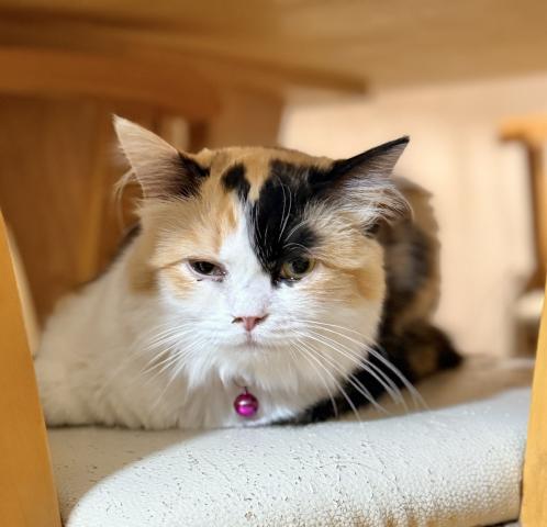 ミヌエット(旧ナポレオン)(長足)