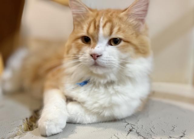 ミヌエット(旧ナポレオン)(長足)