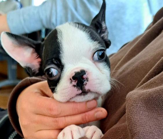 ボストンテリア